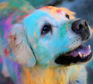 Holi’ is not a festival for Pets and Stray Animals