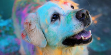 Holi’ is not a festival for Pets and Stray Animals