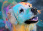 Holi’ is not a festival for Pets and Stray Animals