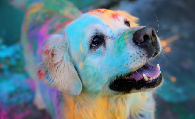 Holi’ is not a festival for Pets and Stray Animals