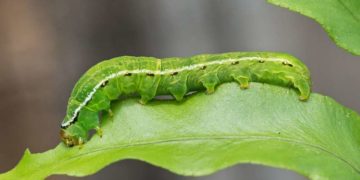 CATERPILLAR