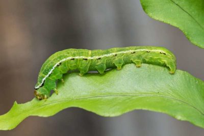 CATERPILLAR